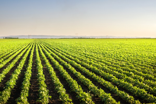 Soy Plantation, Ituzaingó Anexo
