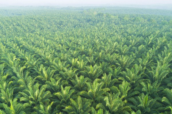 Palm oil plantation
