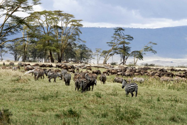 Ngorongoro Crater