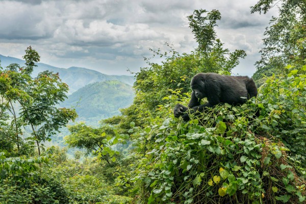 Bwindi National Park